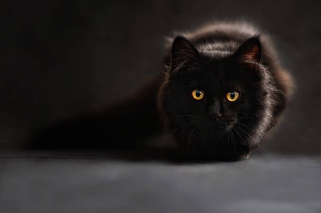 Pixabay Os gatos possuem alguns comportamentos naturais, como arranhar ou caçar presas