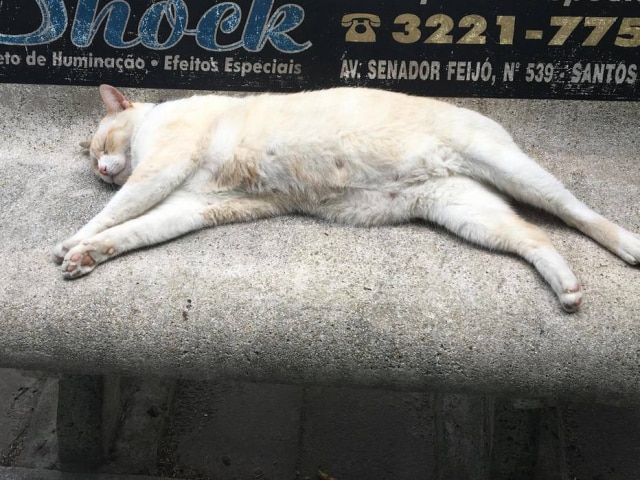 facebook.com/brancofatec/ O gato Branco tirando uma soneca no banco da faculdade.