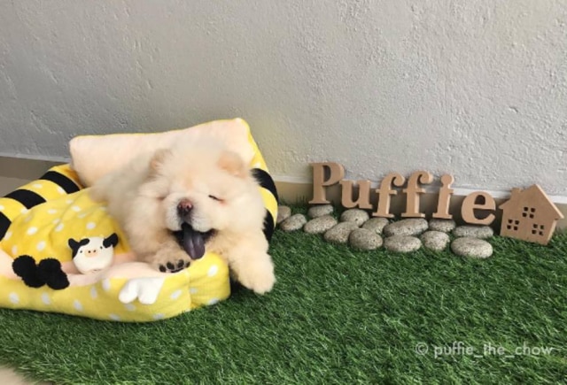 Instagram/ @puffie_the_chow Puffie é um mini chow chow