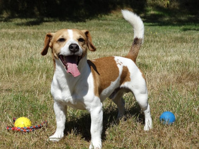 Pixabay/@NickTrumble Cadelinha da raça Jack Russell passou por cirurgia após donos perceberem comportamento incomum