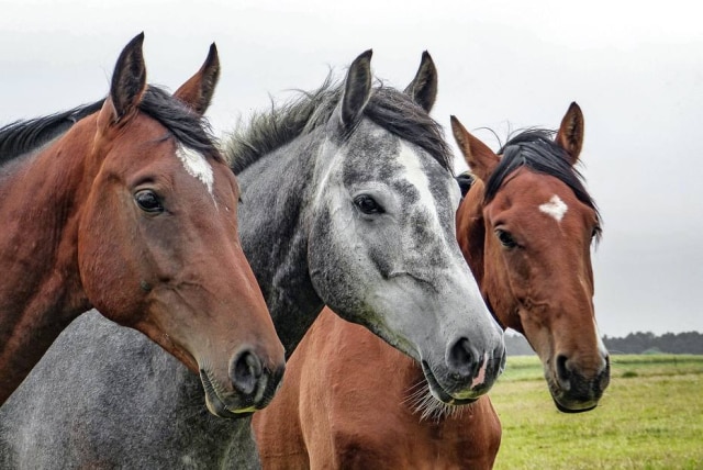 Pixabay Vídeo que circula em redes sociais mostra momento em que homem tenta passar cavalos pela roleta de transporte público