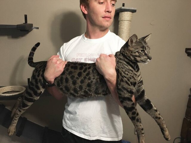 Edward Pevos, Ann Arbor News/Via AP O gato Arcturus Powers, que tem título de maior gato doméstico do mundo, com 48 centímentos, é segurado pelo dono Will Poweras.