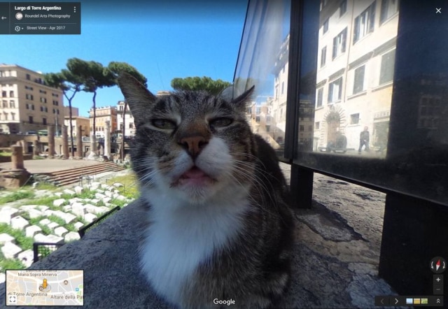 Google Street View / Roundel Arts Photography Gato acabou virando atração para quem procura imagens do Largo di Torre Argentina, em Roma, no Google Street View.