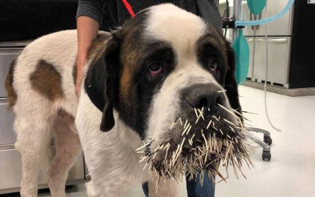 Facebook / @lollypopfarm Cachorro após acidente com porco-espinho
