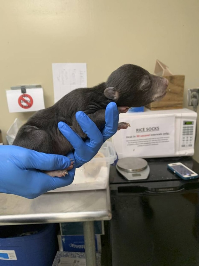 Wildlife Center of Virginia / AP Os filhotes órfãos costumam ser adotados por ursas que tiveram filhotes recentemente