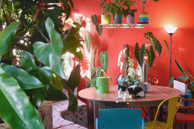 Brendo dos Reis Para ressaltar ainda mais as plantas, as paredes do apartamento receberam cores vibrantes