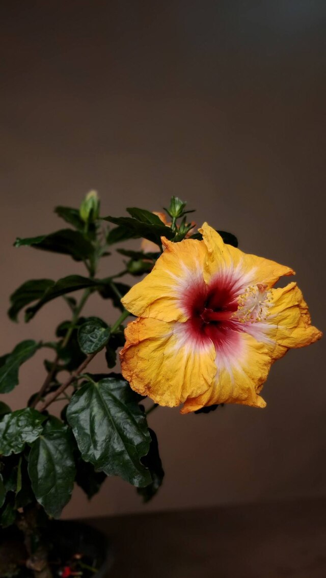 Felype Araújo / Galeria Botânica Hibisco