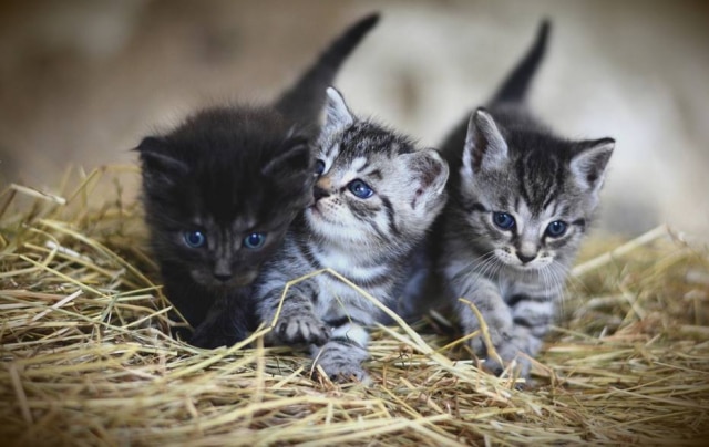Pixabay/ congerdesign Confira o Top 10 de nomes de gatos mais populares no Brasil em 2020
