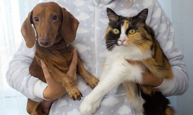 Pexels Obesidade animal pode refletir na qualidade e expectativa de vida dos pets.