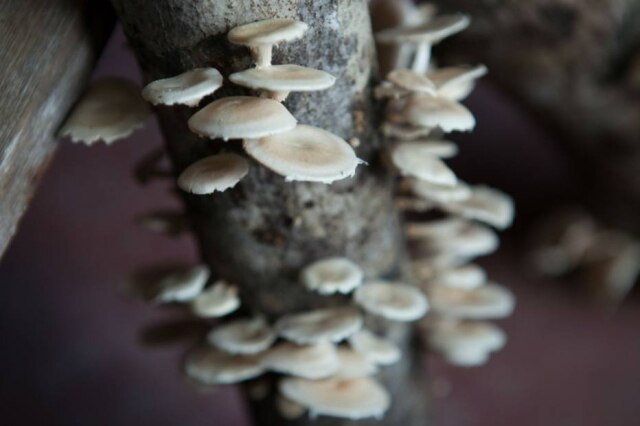 Cogumelos. O raphanica, que brota em regiões amazônicas