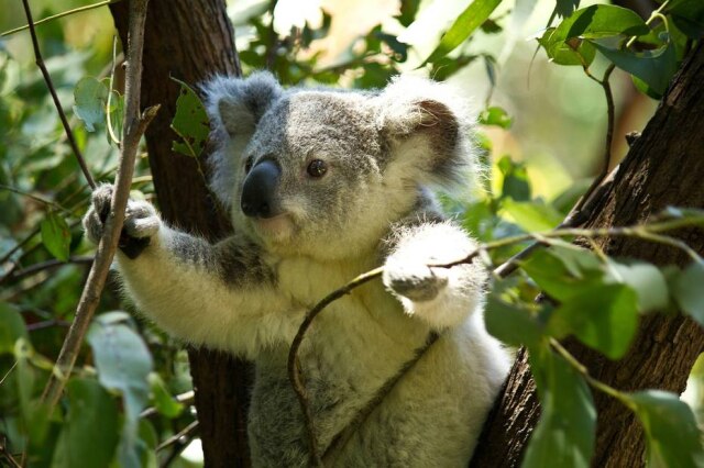 Pixabay/ @syahirhakim Animal é típico da Austrália