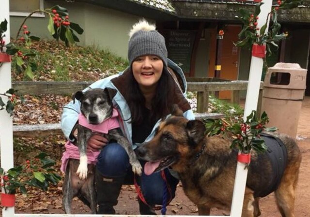 Facebook/thegreymuzzlecanineh Nicola Coyle cuida de cães que foram abandonados e estão em estado terminal.