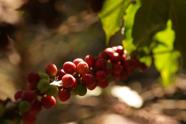 Guaspari Novo café da Guaspari é feito com grãos de Mundo Novo, Catuaí Vermelho e Obatã
