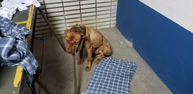 Divulgação/Polícia Civil do Paraná Cães eram induzidos a lutar até a morte por participantes de rinha em São Paulo.