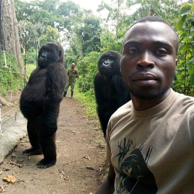 Gorilas posam ao lado de guarda florestal em parque nacional no Congo.