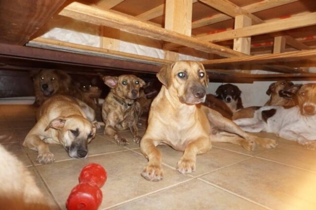 Facebook/ Chelle Phillips Cães que foram abrigados por Chelle Phillips por ameaça do furacão Dorian, nas Bahamas.