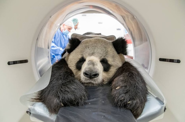 HO/Zoo Berlin/AFP O panda gigante Jiao Qing, do Zoo Berlin, sendo submetido a uma tomografia computadorizada em uma cidade da Alemanha, em 7 de novemrbo de 2019.