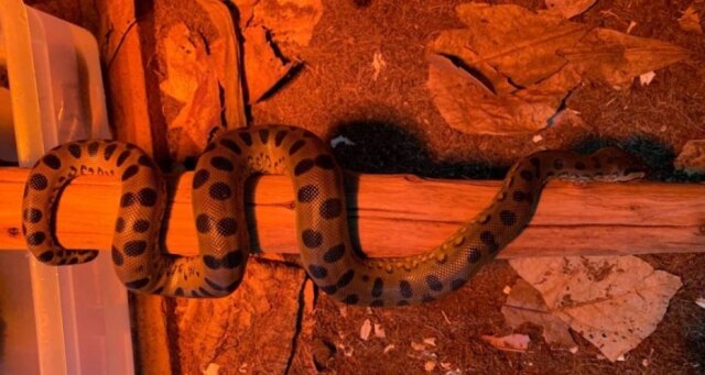 New England Aquarium / Divulgação Apenas fêmeas ficavam no aquário, o que intrigou os biólogos.