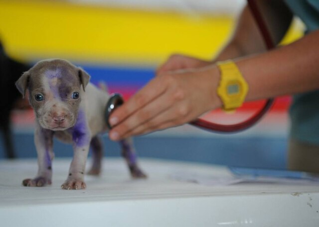 Pixabay CFMV reforça importância da manutenção de serviços veterinários durante pandemia de coronavírus.