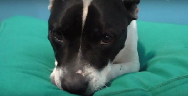 Reprodução/YouTube Cachorros abandonados recebem camas.