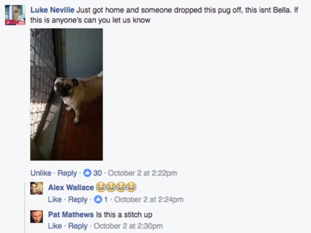 Reprodução/Facebook Ele chegou em casa e tinha uma surpresa, um pug! Mas não era Bella.