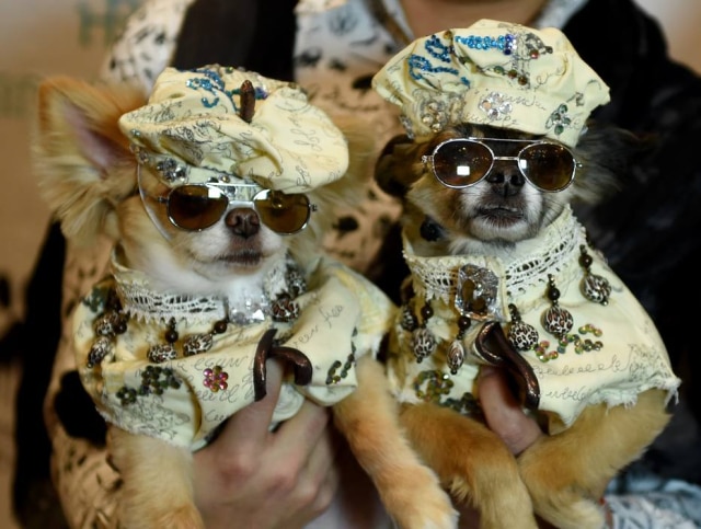 AFP PHOTO / TIMOTHY A. CLARY Cachorrinhos vestidos à moda francesa
