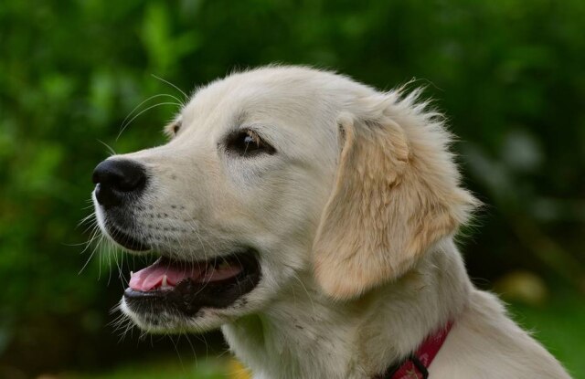 Pixabay / congerdesign Um golden retriever na Austrália deu show em parque ao se recusar a ir embora.