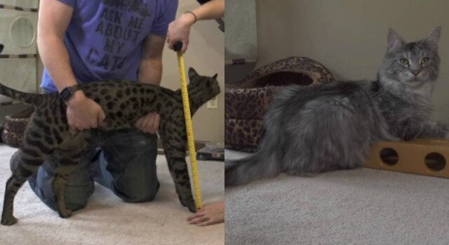 YouTube/GuinnessWorldRecords Arcturus é o gato mais alto do mundo e Cygnus é o dono do maior rabo.