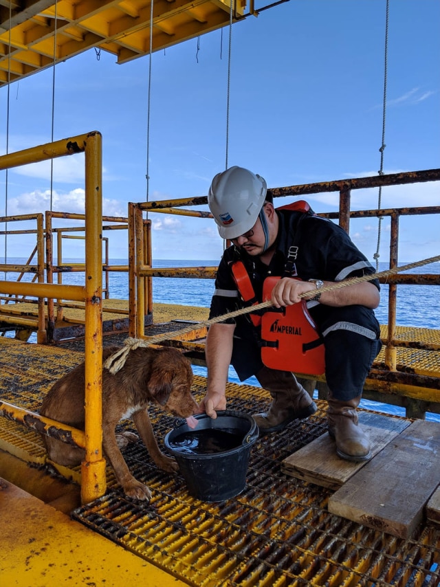 Funcionário da plataforma de petróleo dando de beber para o cachorro resgatado.