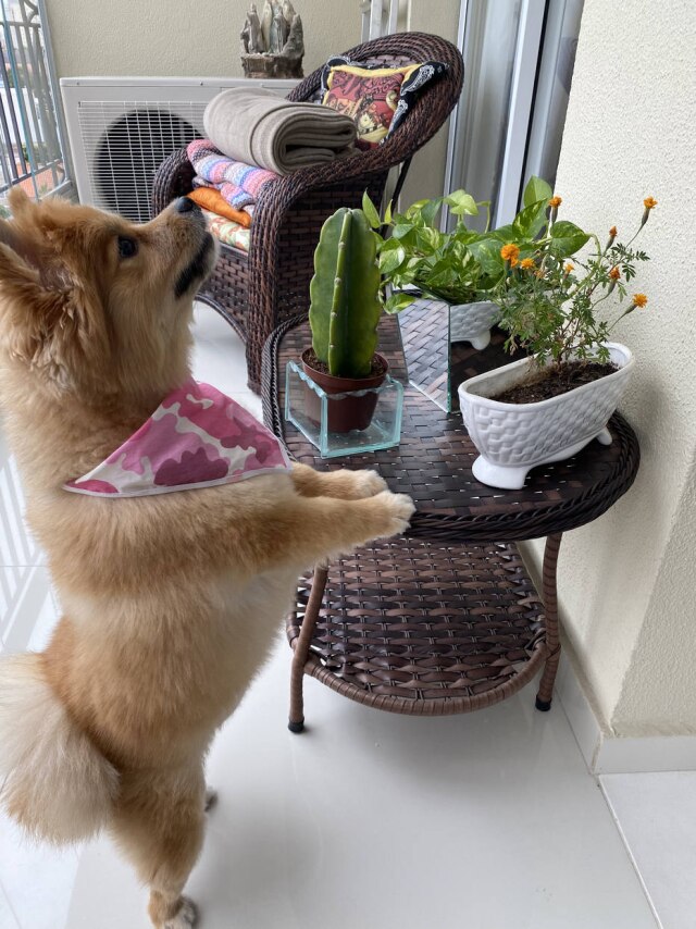 Elaine Bertoni Antes ao alcance de Kyra, as plantinhas da varanda tiveram de ser dispostas em outro lugar da casa para que a pet ficasse segura
