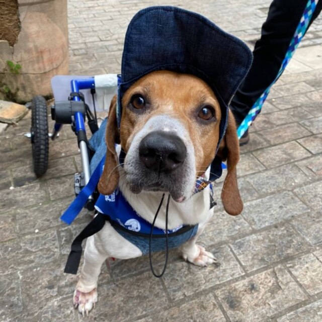 Projeto Cãodeirante Gin é um dos cachorros paraplégicos do Projeto Cãodeirante.