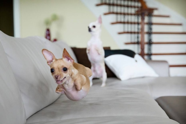 Reprodução/Therese Vu Os cachorrinhos pulam pela casa para se movimentar.