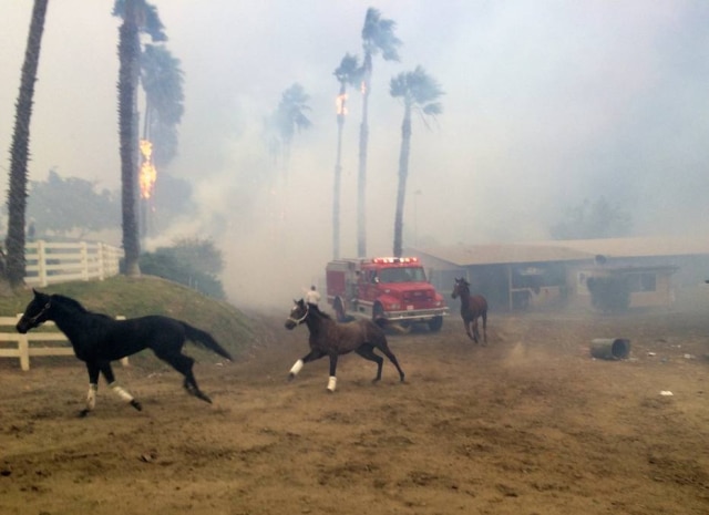 Paul Sisson/The San Diego Union-Tribune via AP Cavalos fogem de incêndio na Califórnia.