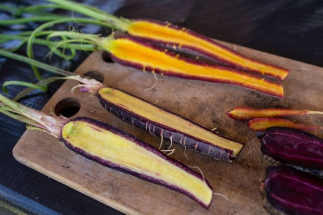 Amanda Perobelli|Estadão Arco-iris. Diferentes variedades de cenouras da Fazenda Santa Adelaide