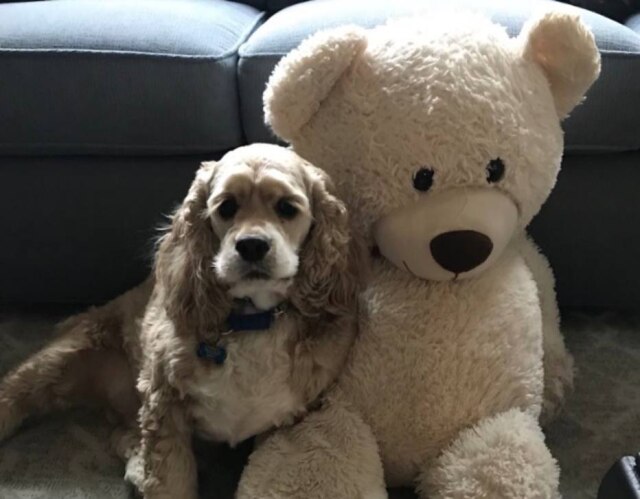 Twitter/jacquelineestey O cãozinho Habs ao lado de seu melhor amigo, um urso de pelúcia.