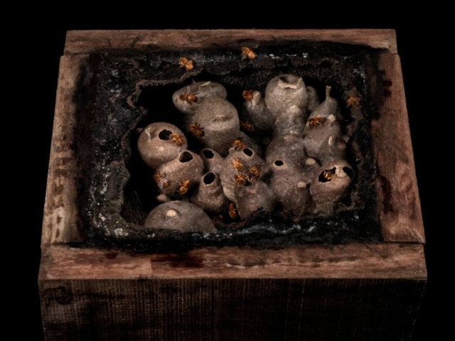 Sergio Coimbra Imagem de colmeia de abelhas nativas, parte da exposição de Sergio Coimbra