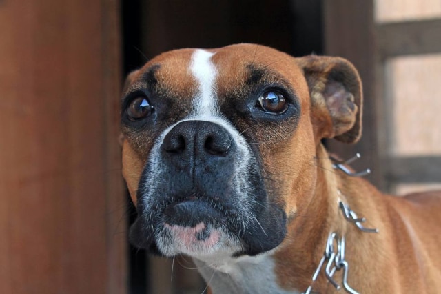 Pixabay / Gadini Família nos Estados Unidos reencontrou cachorra seis meses após ter a deixado para ser sacrificada.