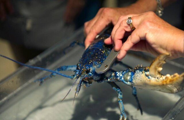 Gretchen Ertl/ The New York Times (2012) Animal, como o da foto, é muito raro de ser encontrado