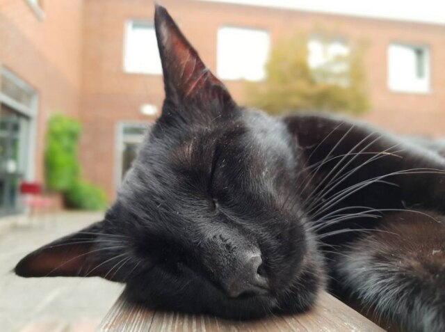 Twitter/@RolfatWarwick O gatinho Rolf.