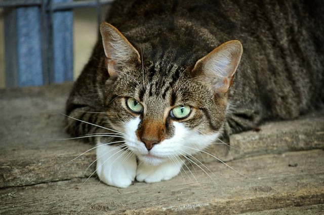doanme/Pixabay Gato fugiu depois de se assustar com barulho de explosão.