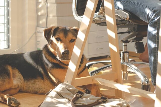 Lum3n.com/Pexels Animais de estimação no ambiente de trabalho reduzem o estresse, aumentam a produtividade e estimulam a convivência entre funcionários.