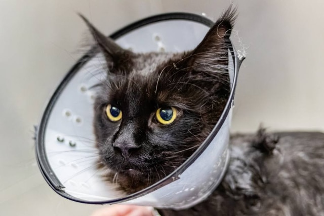 Pixabay Um dos erros que tutores de pets cometem quando os animais estão doentes é negar a condição de doença, o que tardia a recuperação, de acordo com a consultora comportamental de cães e gatos, Luiza Cervenka.