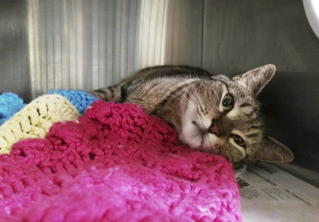 Guelph Humane Society/ AP Família tinha desistido de procurar Booboo