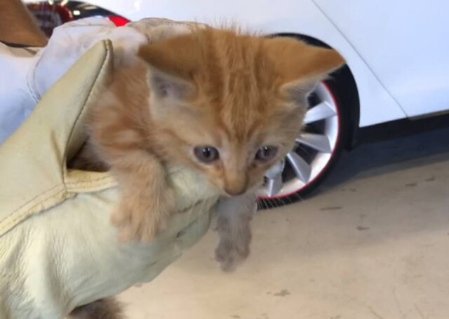 YouTube/ S U Gatinha ficou, aproximadamente, 14 horas presa no carro