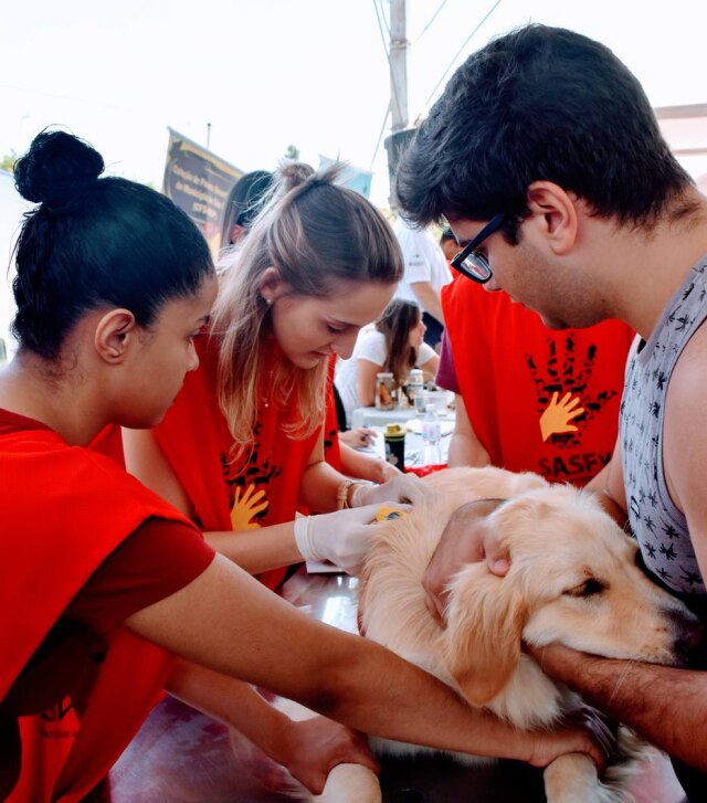 Faculdade de Medicina Veterinária e Zootecnia da USP/Divulgação Cachorro recebe atendimento em evento da USP sobre saúde animal em 2018.