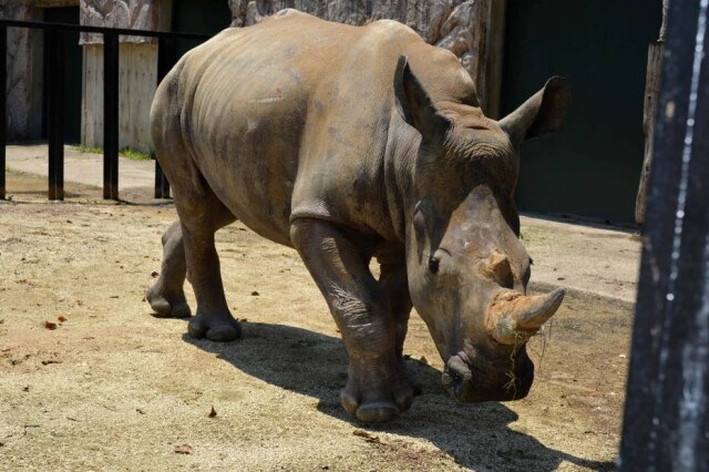 Handout / various sources / AFP Emma foi escolhida entre a manada de 23 rinocerontes do Leofoo Safari Park por seu temperamento pacífico e físico esbelto.