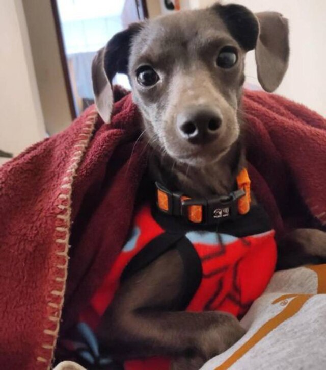 Arquivo pessoal O cachorro Tyson, de um ano.