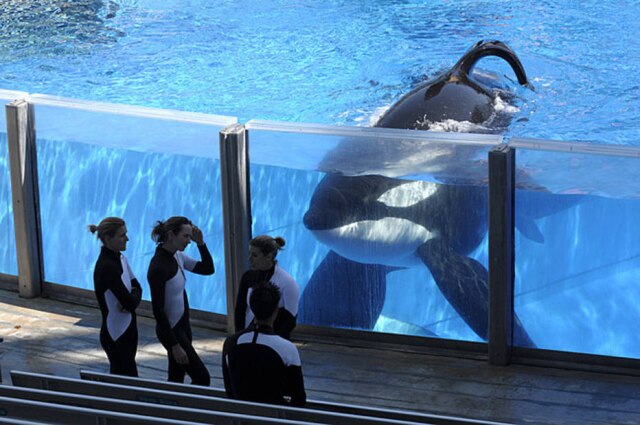 AP Photo/Phelan M. Ebenhack Tilikum em 2011