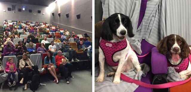Twitter / @DogsTrust_IE | Twitter / @LightHouseD7 Exibição do filme 'Ilha de Cachorros' em cinema irlandês