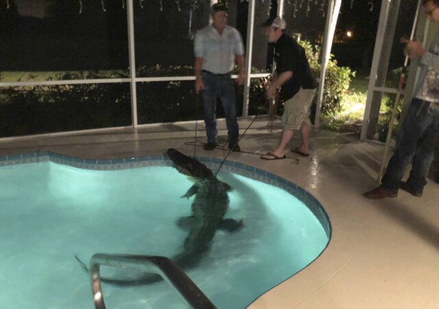 Sarasota County Sheriff's Office via AP A polícia de Sarasota, na Flórida, encontrou um jacaré em uma piscina na cidade e alertou a população para casos do tipo